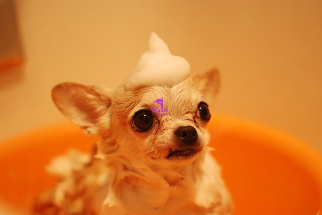 Chihuahua (Şivava) Evde Bakılır mı